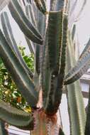 Imagem de Pilosocereus catingicola (Gürke) Byles & G. D. Rowley