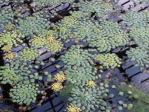 Image of Ludwigia sedoides (Humb. & Bonpl.) Hara