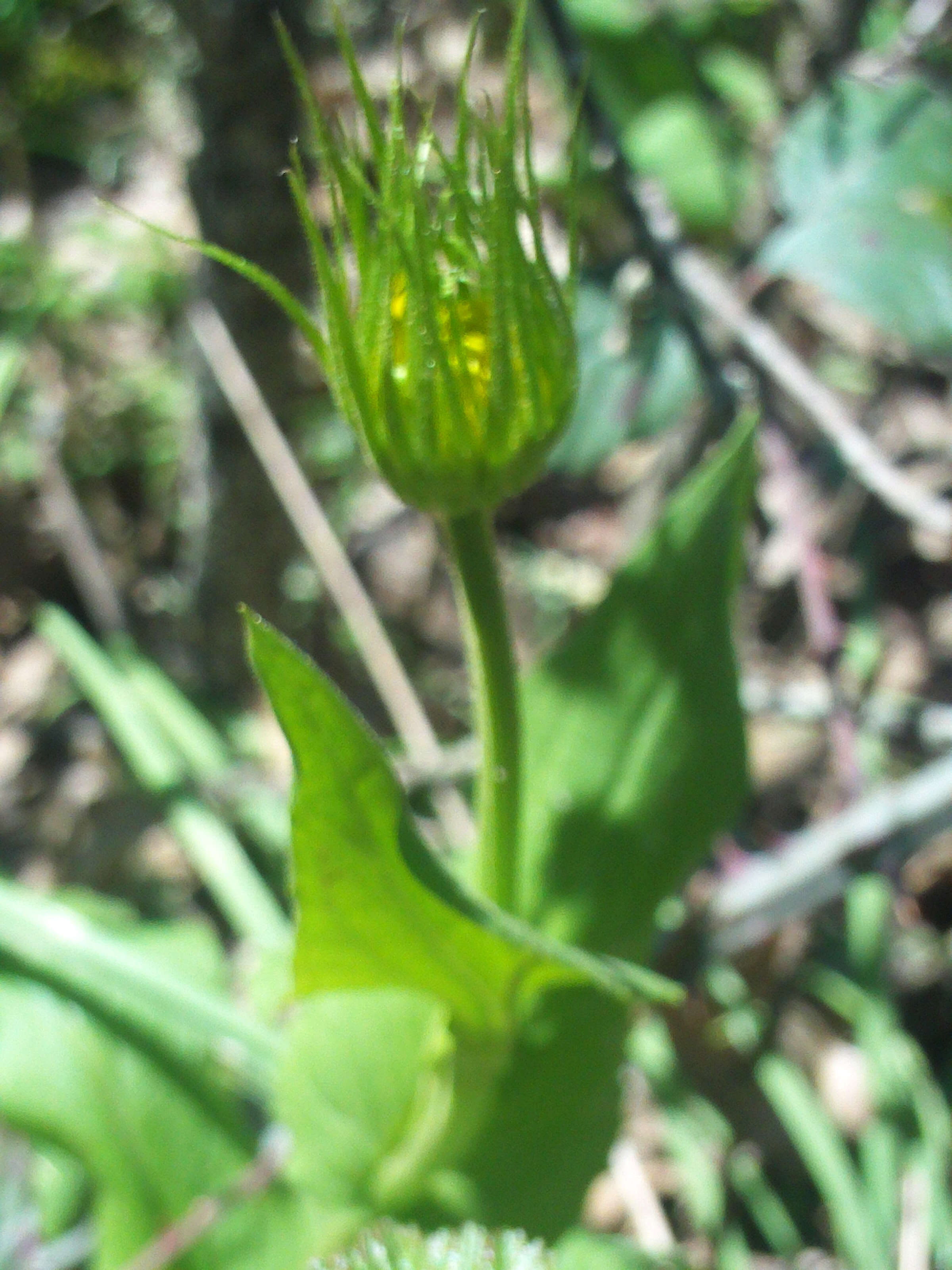 Doronicum plantagineum L. resmi