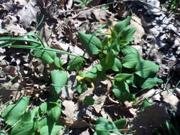 Doronicum plantagineum L. resmi