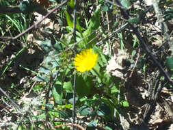 Doronicum plantagineum L. resmi