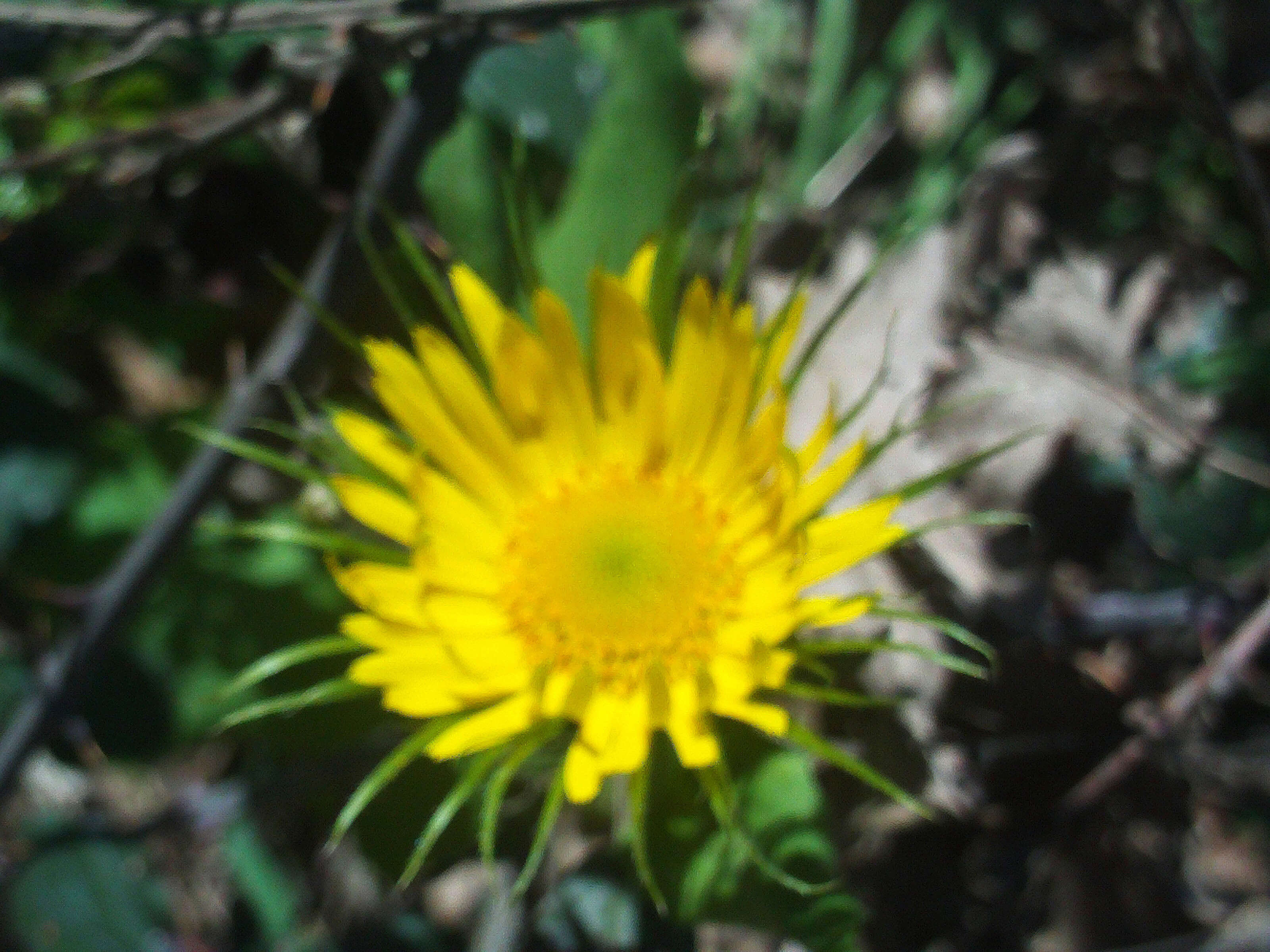 Doronicum plantagineum L. resmi