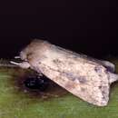 Image of Pickerelweed Borer Moth