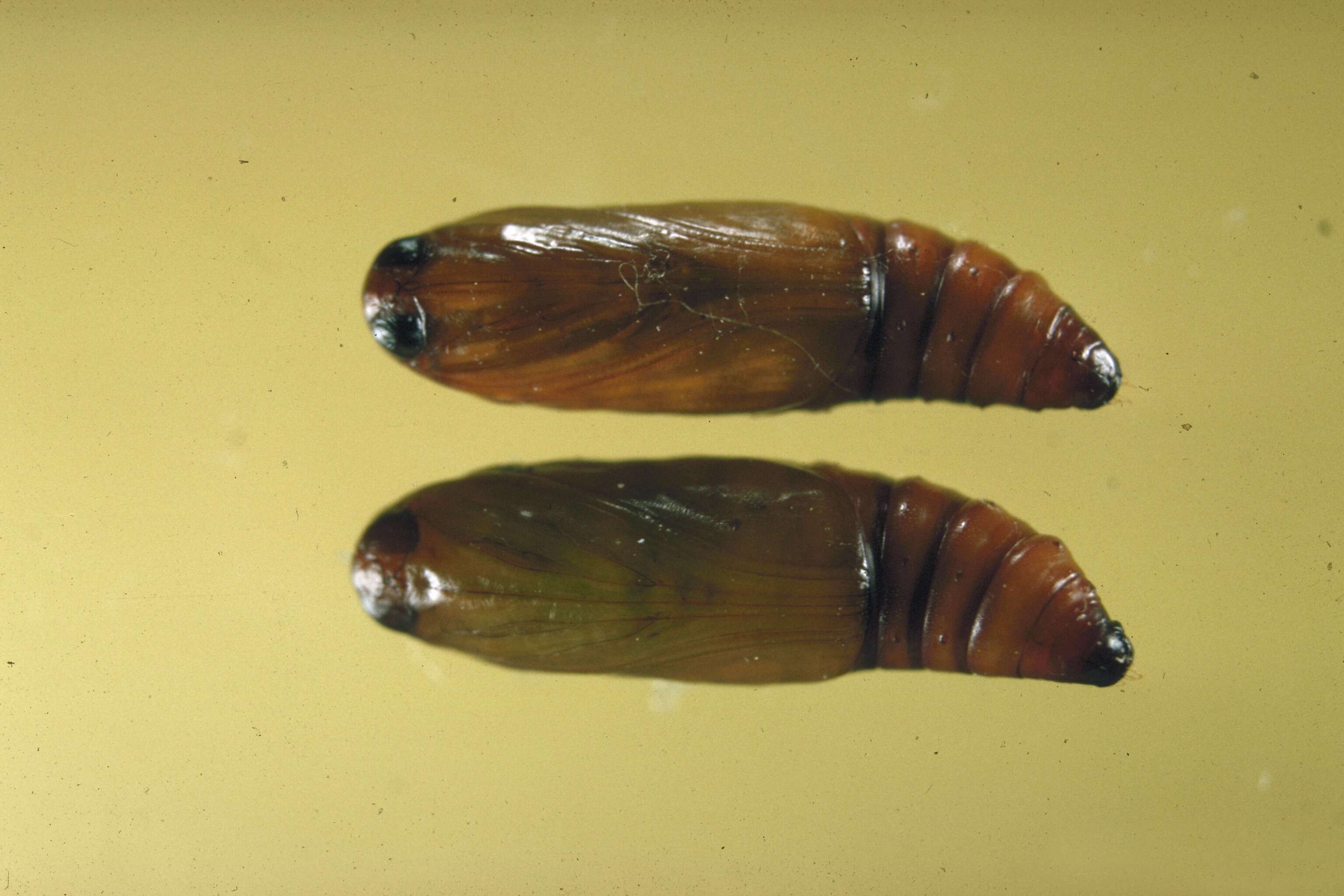 Image of South Coastal Coneworm