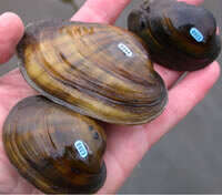 Image of Higgins' Eye Pearly Mussel