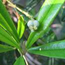 Image of Leucocroton havanensis Borhidi