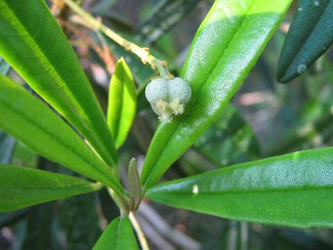 Leucocroton的圖片