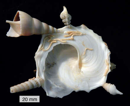 Image of pallid carriersnail