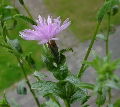 Lessingia leptoclada A. Gray resmi