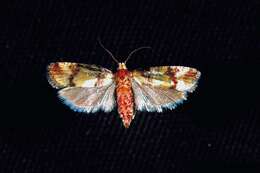 Image of Subtropical Pine Tip Moth