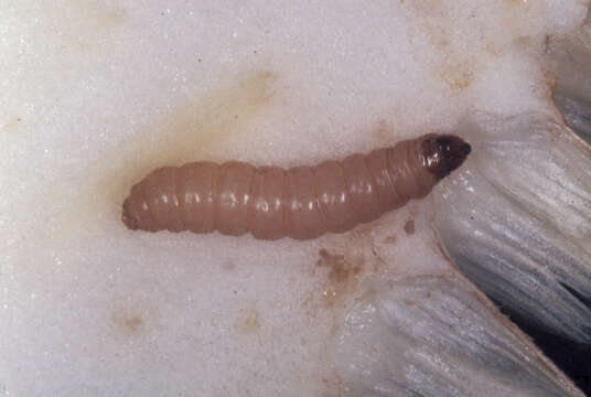 Image of Sunflower Bud Moth