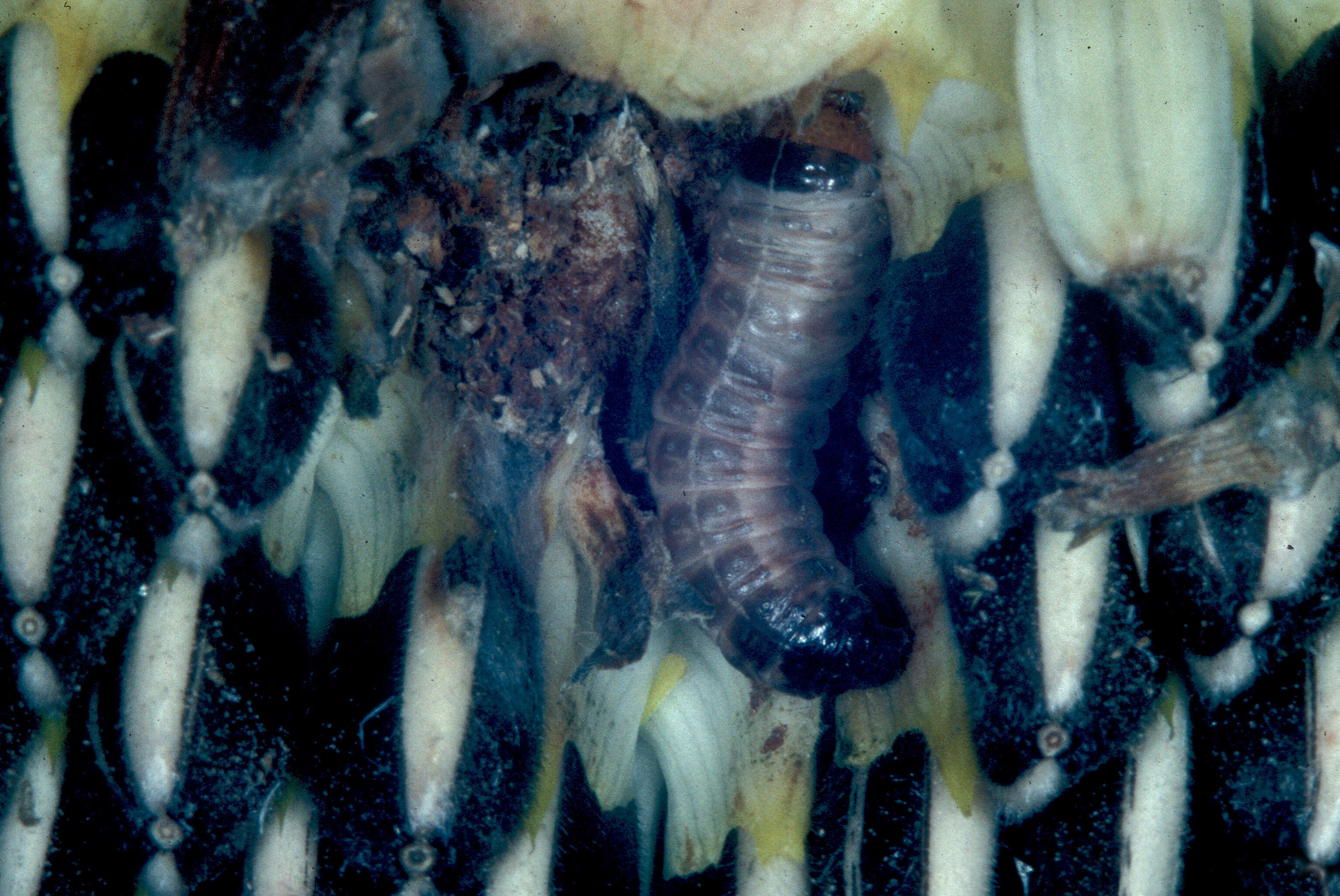 Image of Sunflower Bud Moth