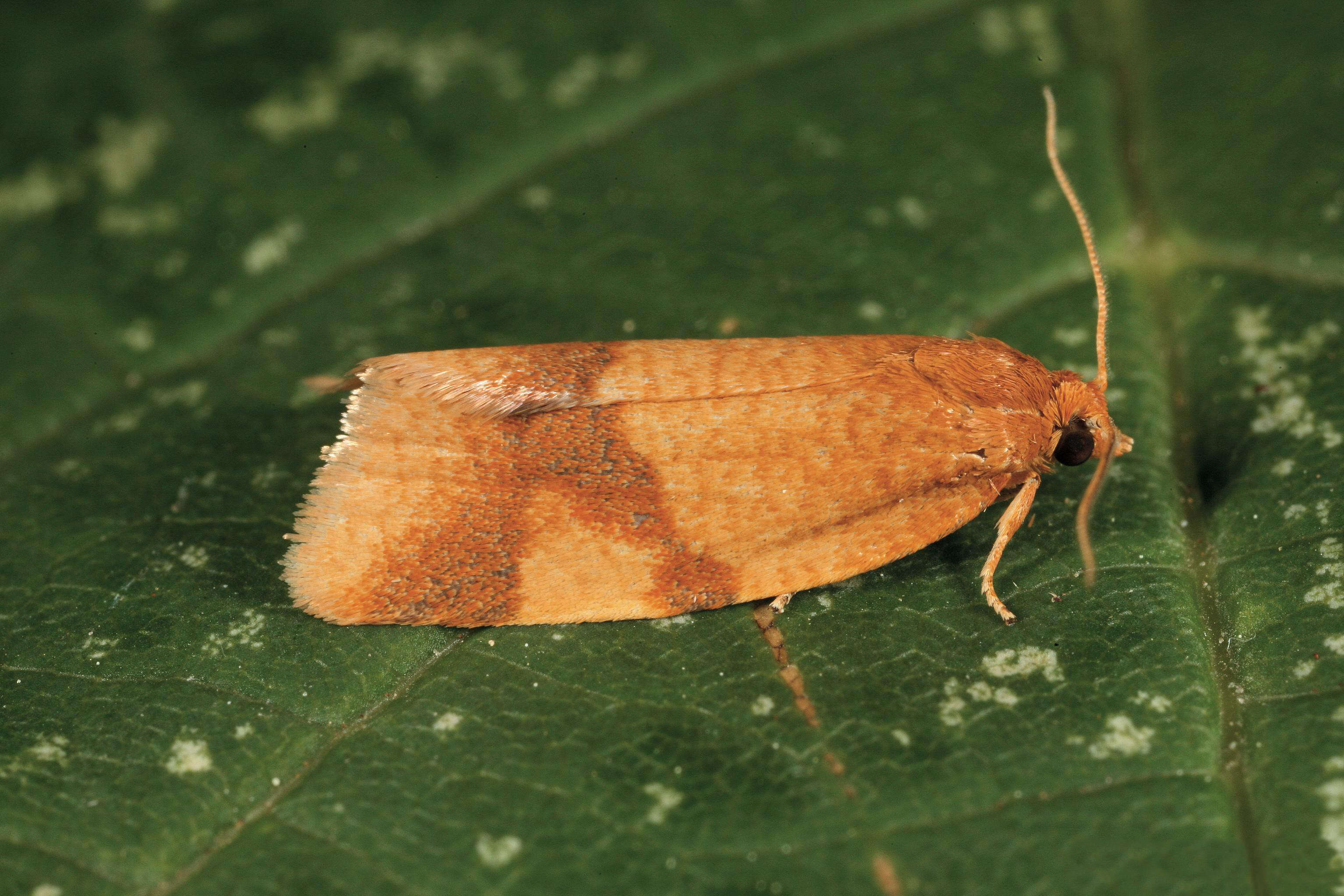 Image of Aphelia ferrugana