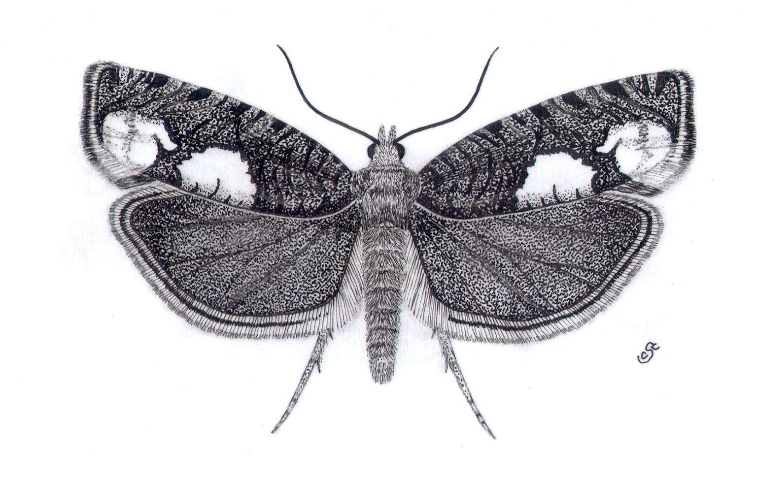 Image of Epinotia trigonella Linnaeus 1758