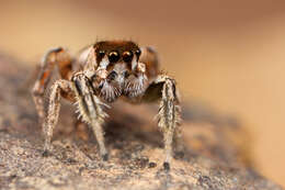 Image of Habronattus dossenus Griswold 1987