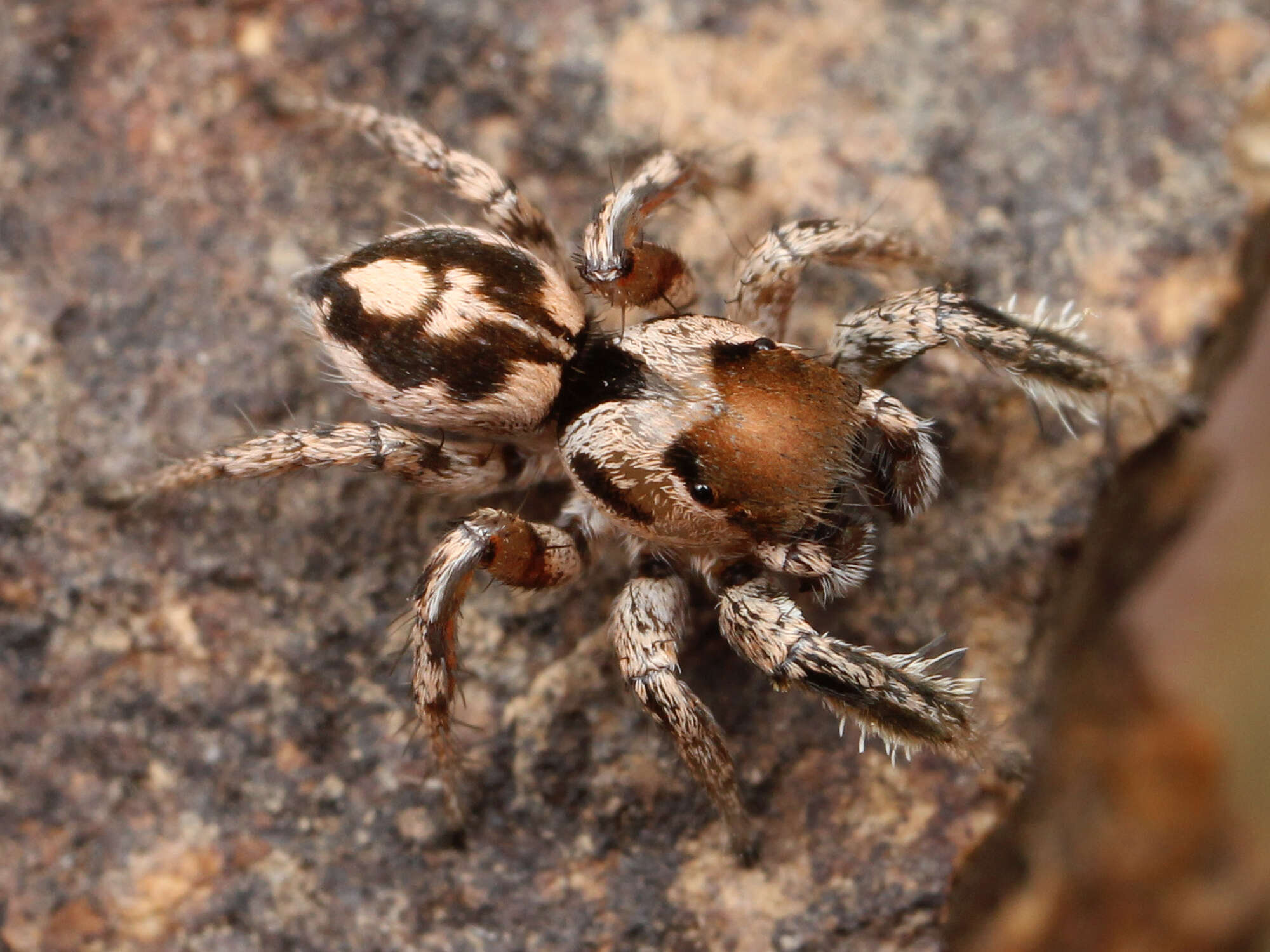 Image of Habronattus dossenus Griswold 1987