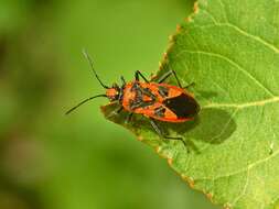 Image of black & red squash bug