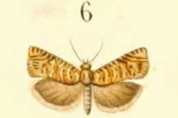 Image of Pammene amygdalana Duponchel 1843