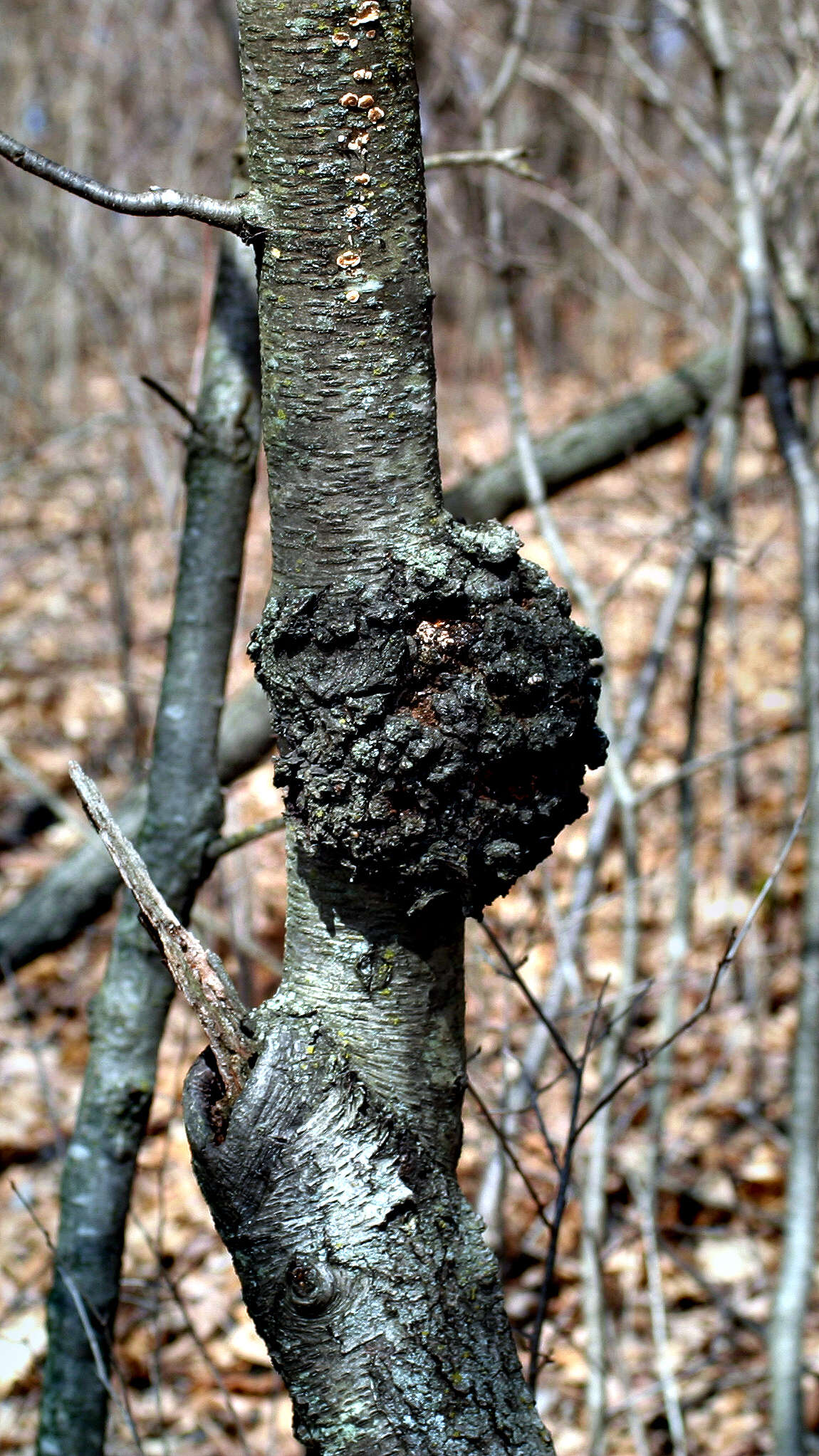 Image of black cherry