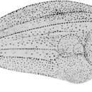 Image of Bastard Sole