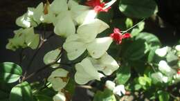 Слика од Clerodendrum thomsoniae Balf. fil.