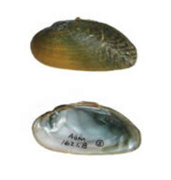 Image of Coosa Moccasinshell