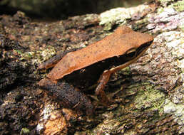 Image of Trivandrum frog