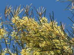 Image of pincushion tree