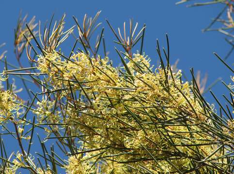 Image of pincushion tree