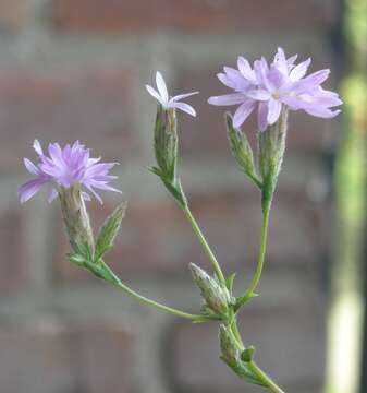 Plancia ëd Lessingia leptoclada A. Gray