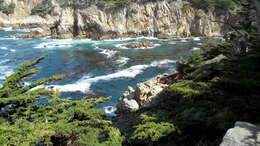 Image of Monterey cypress