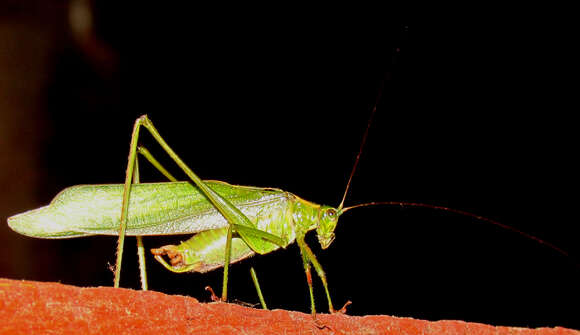 Image of Broad-winged Bush Katydid