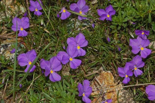 Image of Viola bertolonii Pio