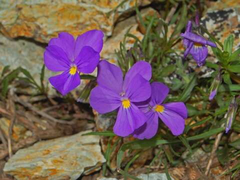 Image of Viola bertolonii Pio