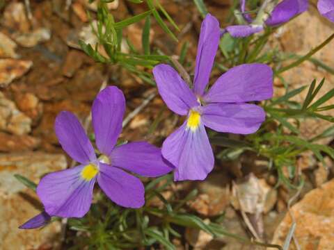 Image of Viola bertolonii Pio