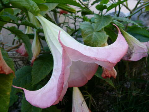 Image de Brugmansia insignis (Barb-Rodr.) T. E. Lockwood ex E. Wade Davis