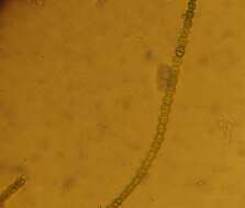 صورة Spondylosium Brébisson ex Kützing 1849