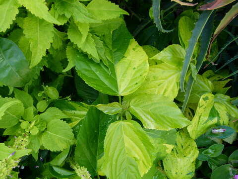 Image de Acalypha wilkesiana Müll. Arg.