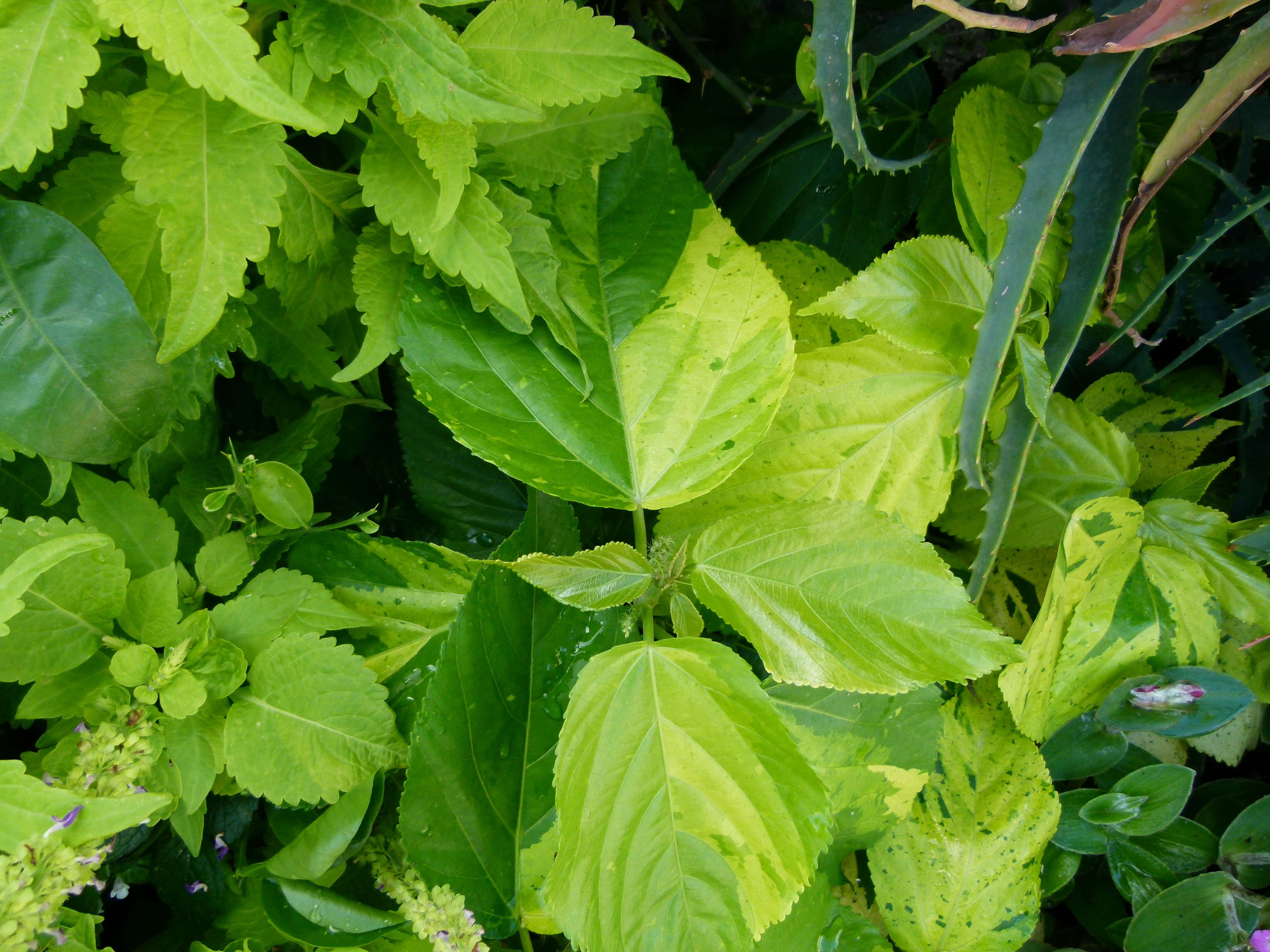 Image de Acalypha wilkesiana Müll. Arg.