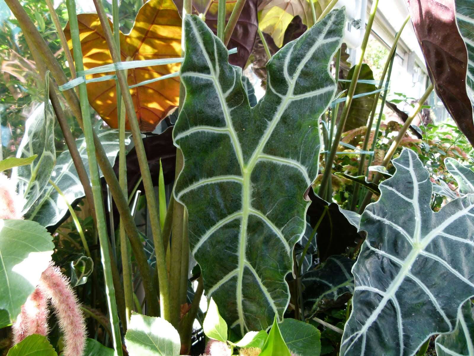 Imagem de Alocasia sanderiana W. Bull