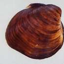 Image of Rough Pigtoe Pearly Mussel