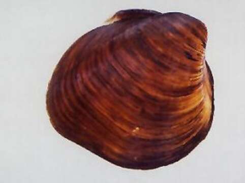 Image of Rough Pigtoe Pearly Mussel