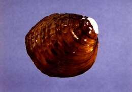 Image of Orange-footed Pimpleback Mussel