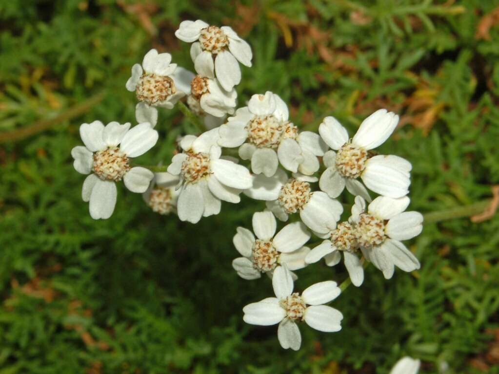 Слика од Achillea erba-rotta All.