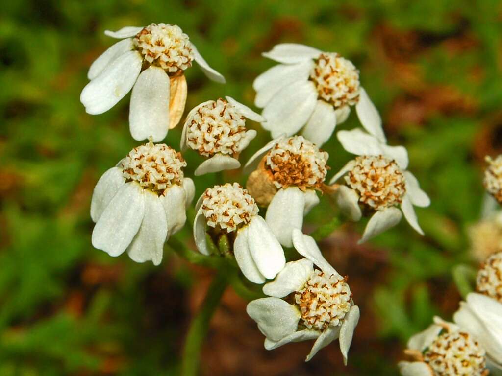 Слика од Achillea erba-rotta All.