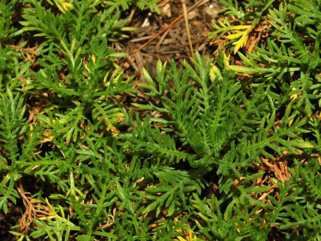 Слика од Achillea erba-rotta All.