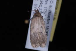 Image of Agonopterix canadensis Busck 1902