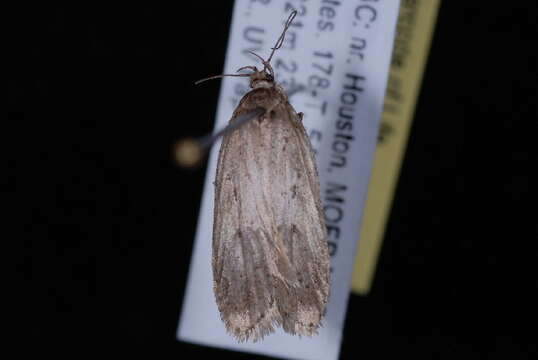 Image of Agonopterix canadensis Busck 1902