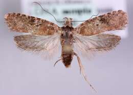 Image of Agonopterix purpurea Haworth 1812