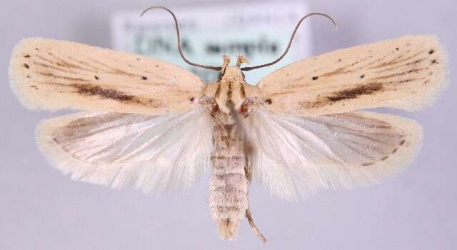 Imagem de Agonopterix pallorella Zeller 1839